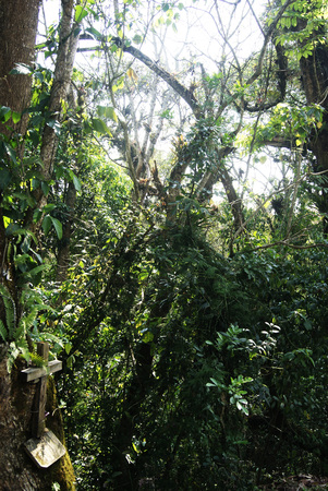 Wooden cross placed in the foliage of forest in a ray of sun, Veracruz Mexico 2017の写真素材