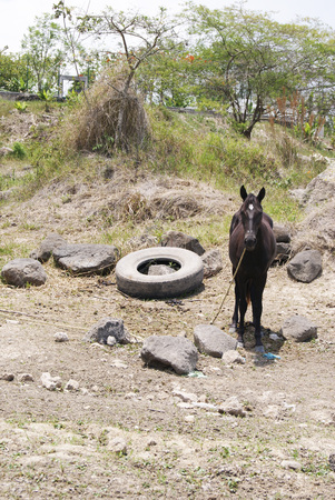 Horse and tire in the same place abandoned in meadow of the townの写真素材
