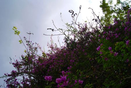 Pink flowers bougainvillea flowers, with sky background, from Xalapa Veracruz, Mexico 2017の写真素材