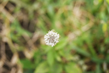 Small white dandelion on green background in close-up, taken in Veracruz, Mexico 2017の写真素材