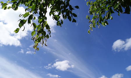 Blue sky with clouds with green leaves of tree in Veracruz, Mexico 2017の写真素材