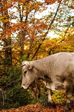 Cow face in an autumn forest.の写真素材