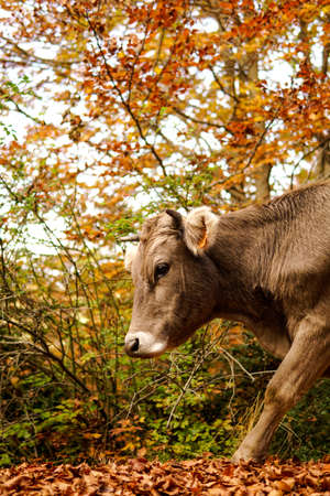 Cow face in an autumn forest.の写真素材