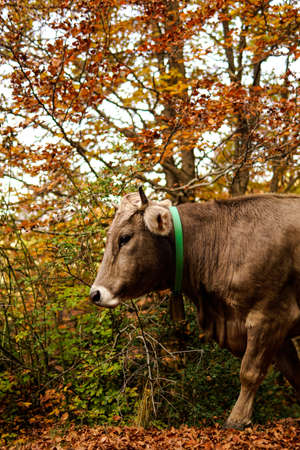 Cow face in an autumn forest.の写真素材