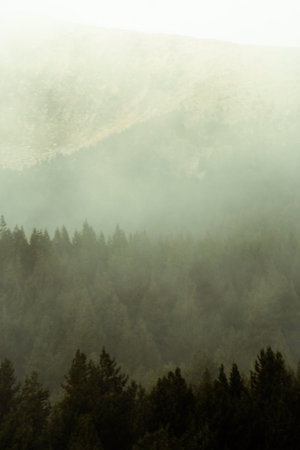 Foggy forest full of fir trees in the winter.
