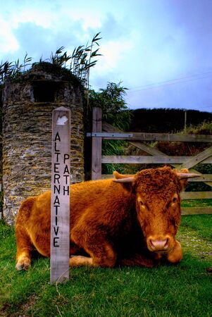 Brown cowの写真素材