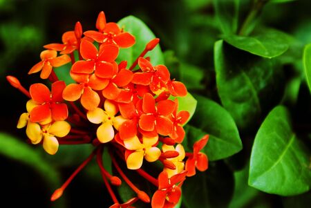 Orange flowerの写真素材