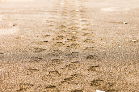 Wheel Mark in the Beach Sand