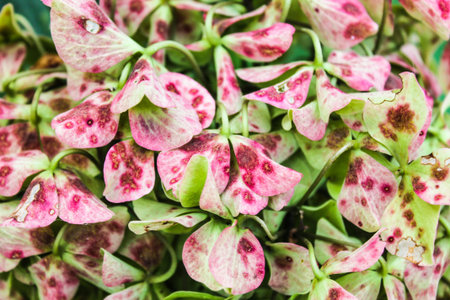 Hydrangea Detail