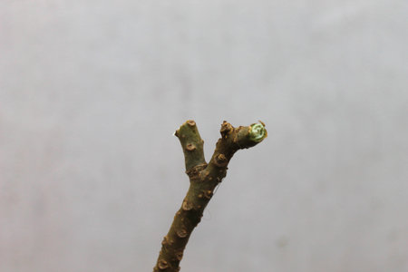 Twig in a White Background