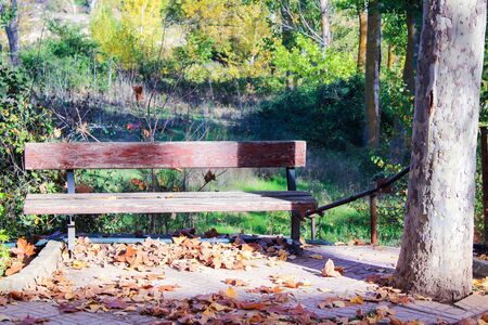 Bank in the Park in Autumumの写真素材