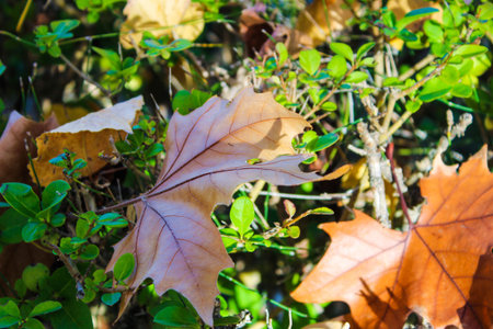 Leaf Grass Detail