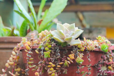 Bunch of Cactusの写真素材