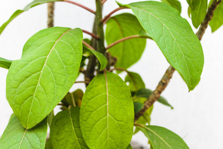 Branch Leaves Background