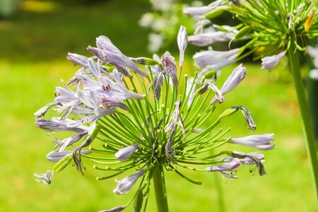 Violet Flowerの写真素材