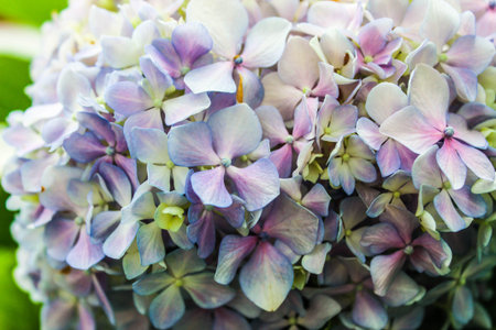 Hydrangea Background