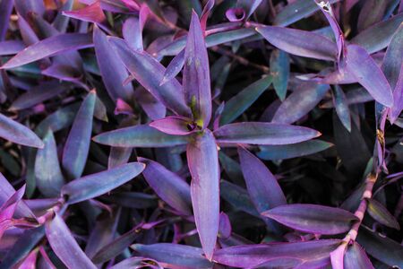 Plants Backgroundの写真素材