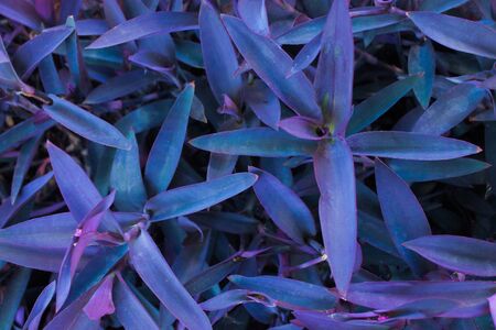 Plants Backgroundの写真素材