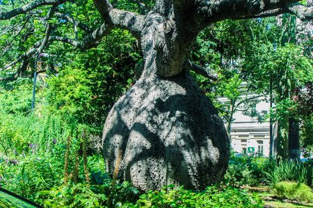 Garden Tree Detailの写真素材