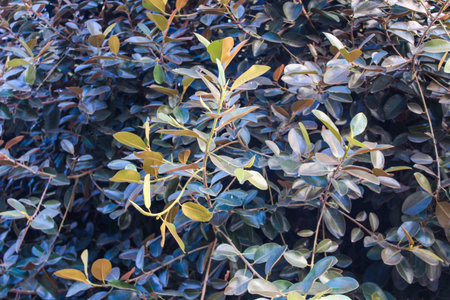Tree Branch Detail
