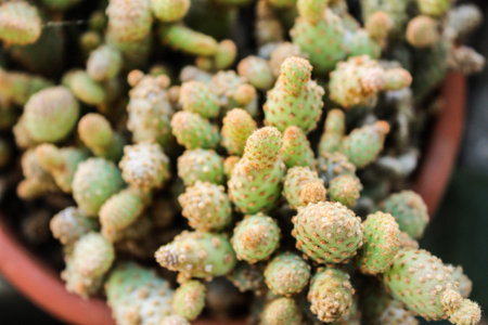 Cactus Plants Garden Detail