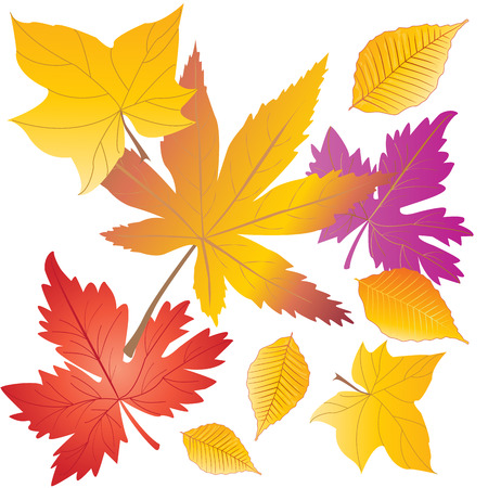 Autumn leaves. Maple tree leafs isolated on white background. Vector illustration for Halloween and Thanksgiving Holiday.のイラスト素材