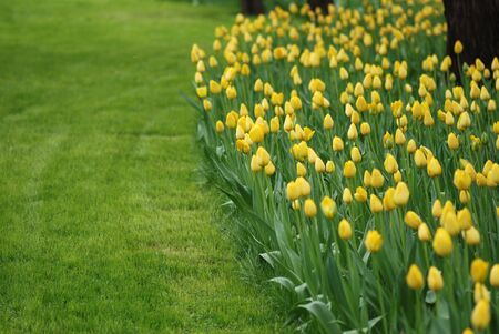 tulipsの写真素材