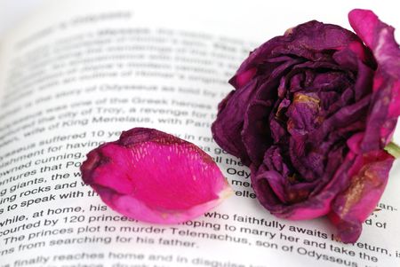 dry rose on bookの写真素材