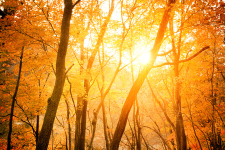 Autumn forest with sun beamの写真素材