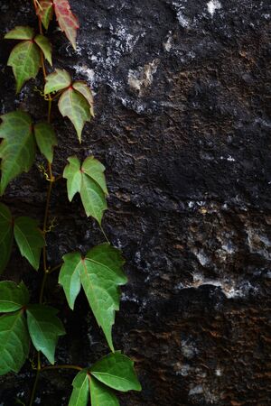 Closeup of green vines on stoneの写真素材