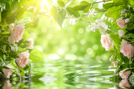 Pink roses with leaves, shallow Dof.の写真素材