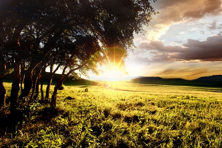 Grove in beautiful golden sunsetの写真素材