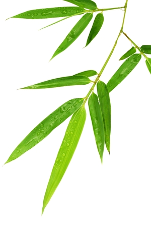 Bamboo leaves isolated on white.の写真素材