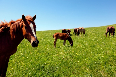 Horse in fieldの写真素材