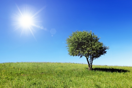 Green field with lonely tree and sunの写真素材