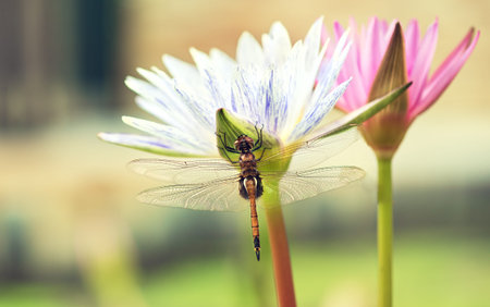Tropical dragonfly is sitting on a white flower of lotus (water lily). Macro photography. Still...
