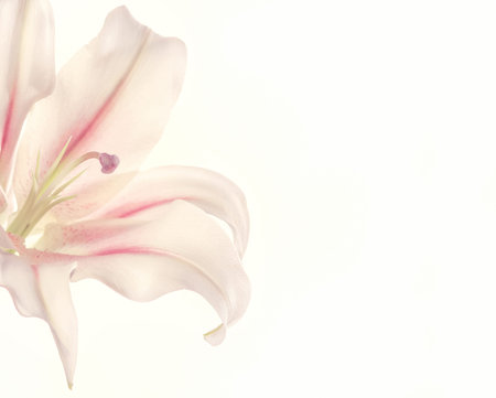 Fresh petals of white and pink lily flower. The symbol of innocence, purity and cleanliness.の写真素材