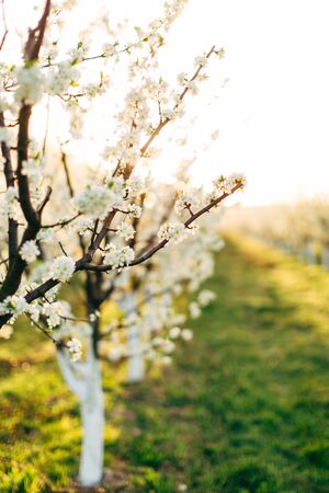 A blooming branches of fruit apple, plum, cherry tree in spring garden. Beautiful white blossom flowers on the brances of tree in spring. Selective focus.の写真素材