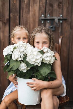 Two cute little girls sisters sitting on the chair and holding together white bucket with white hydrangea flowers, hiding their faces behind the flowers and smiling. wall barn on the backgroundの写真素材