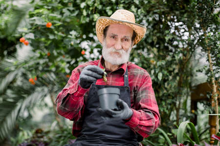 Portrait of handsome joyful senior man gardener, in straw hat and working clothes, putting little succulent plant into black flower pot with soil. Planting in hothouse. Gardening concept.の写真素材