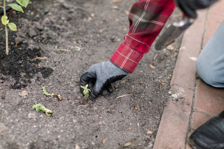 Closeup cropped image of hands of senior male gardener in gloves, planting little succulent seedling into the soil, while working in garden or greenhouse.の写真素材