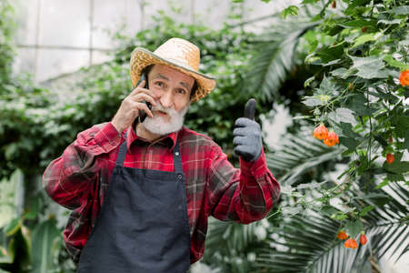 Portrait of senior man gardener, wearing straw hat, red checkered shirt and apron, standing near exotic plants and palms in greenhouse, talking phone and showing his thumb up.の写真素材