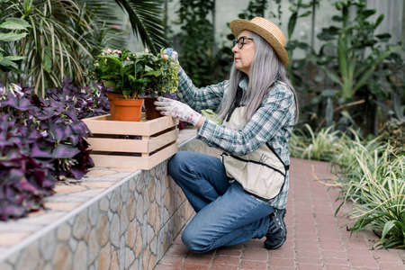 Horticulture concept. Portrait of smiling positive elderly female gardener working in beautiful greenhouse, watering flowerpots in wooden box with water sprayer.の写真素材