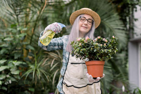 Gardening concept. Elderly woman gardener in glasses, wearing straw hat and working apron, spraying beautiful flowering plant in pot with sprayer, while working in greenhouse. Focus on flowerpot.の写真素材