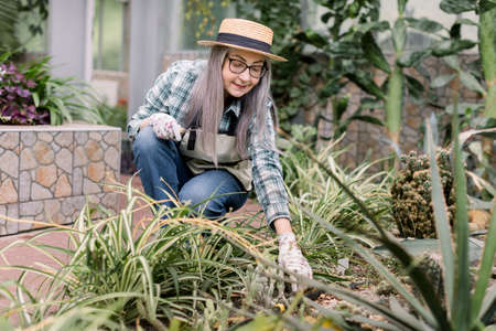 Gardening, planting concept. Charming senior gray haired woman in gloves, straw hat and casual clothes, greenhouse worker, touches cactus and succulents, choosing different plants.の写真素材