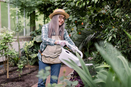 Portrait of happy senior gray haired woman gardener, wearing casual clothes, apron and straw hat, enjoying the work in greenhouse, watering plants with can.の写真素材