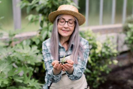 Close up of smiling charming senior woman gardener in straw hat, shirt and apron, holding young plant succulent in soil in her hands. Elderly lady looking at plant in greenhouse, focus on hands.の写真素材