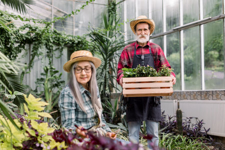 Elderly couple working in greenhouse. Happy senior woman in hat and checkered shirt looking at green...
