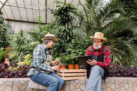 Portrait of pleasant positive senior gardeners in straw hats and casual wear, working in hothouse with exotic plants. Bearded man hods a clipboard and makes notes and calculations of flowerpots.の写真素材