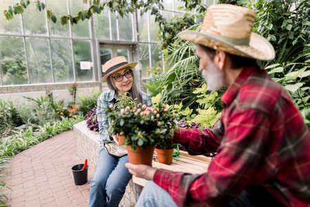 Gardening and replanting concept. Happy satisfied senior gray haired lady and handsome bearded man, gardeners in straw hats, talking each other about decorative seedlings in flowerpots in greenhouse.の写真素材